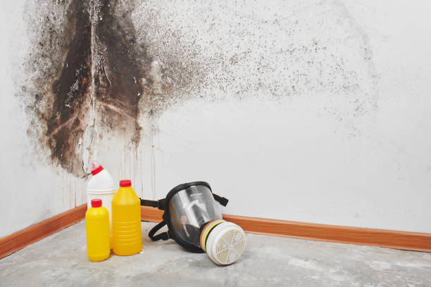 Best Emergency Mold Remediation in Bennington, NE