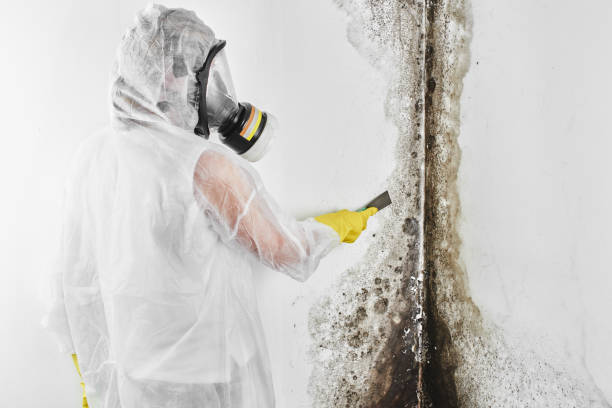 Best Bathroom Mold Remediation in Bennington, NE
