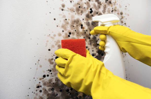 Best Preventive Mold Services in Bennington, NE