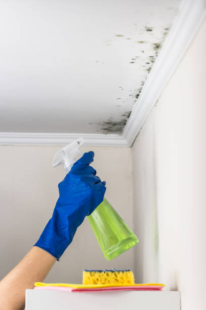 Best Preventive Mold Services in Bennington, NE